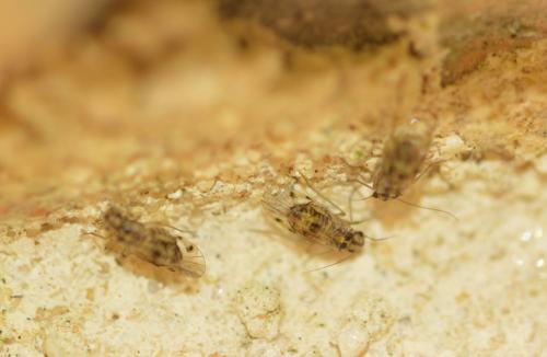 Psocus bipunctatus
